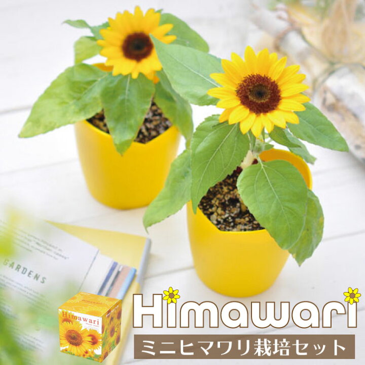 楽天市場】ミニ ヒマワリ 栽培セット GD-753 聖新陶芸 室内栽培 園芸 