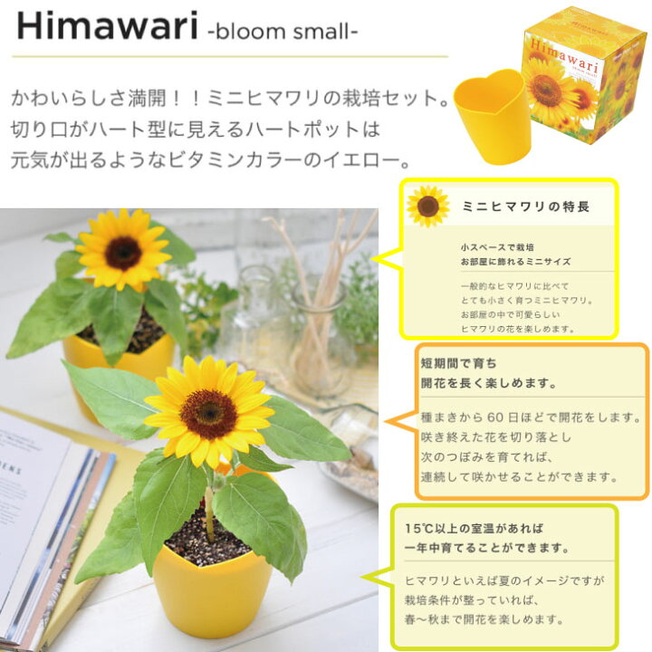 楽天市場 ミニ ヒマワリ 栽培セット Gd 753 聖新陶芸 室内栽培 園芸 キッチン ガーデン 栽培 お花 映え サンフラワー 栽培キット ギフト プレゼント お庭の宅配便