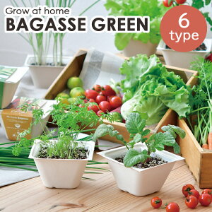 ͔|Zbg ͔|Lbg oKXO[ BAGASSE GREEN fBbV ~jLbg ^X T_zE\E lM ~jg}g  ̓ R ͔| | ؍͔| Lb`