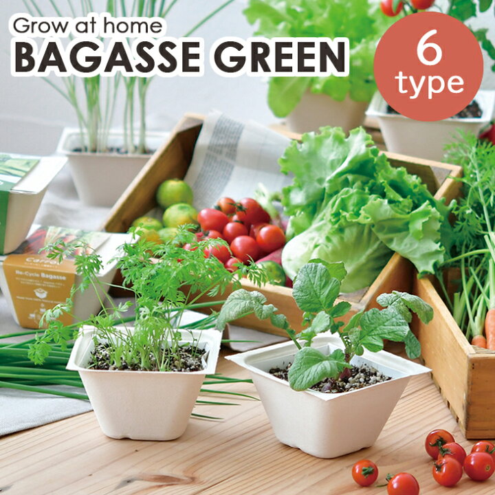 楽天市場 栽培セット 栽培キット バガスグリーン Bagasse Green エコポットで育てる野菜栽培セット ラディッシュ ミニキャロット レタス サラダホウレンソウ ネギ ミニトマト 野菜 室内栽培 室内園芸 野菜栽培 キッチン菜園 かわいい おしゃれ ギフト プレゼント Gd 953 楽天市場 栽培セット 栽培キット バガスグリーン Bagasse Green エコポットで育てる野菜栽培セット ラディッシュ ミニキャロット レタス サラダホウレンソウ ネギ ミニトマト 野菜 室内栽培 室内園芸 野菜栽培 キッチン菜園 かわいい おしゃれ ギフト プレゼント Gd 953