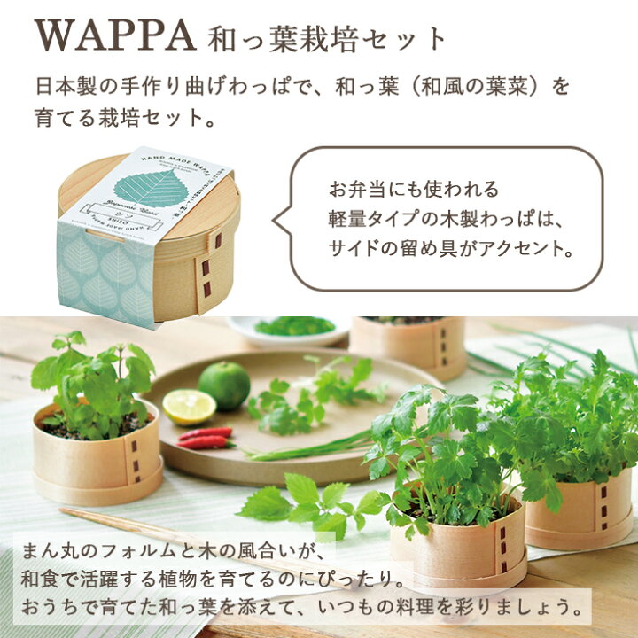 楽天市場 栽培セット 栽培キット Wappa 和っ葉栽培セット シソ 紫蘇 大葉 三つ葉 ミツバ コネギ ねぎ 葱 ミズナ 水菜 野菜 薬味 室内栽培 室内園芸 野菜栽培 キッチン菜園 かわいい おしゃれ ギフト プレゼント Gd 956 聖新陶芸 お庭の宅配便