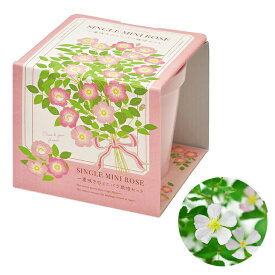 栽培セット 栽培キット サンクスガーデン ワイルドストロベリー ミニバラ ギフト プレゼント 母の日 ハーブ 室内栽培 室内園芸 かわいい おしゃれ GD-863 聖新陶芸 母の日 父の日 敬老の日 美濃焼