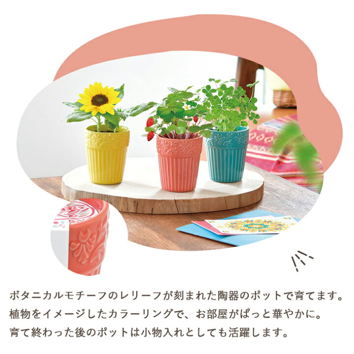 楽天市場】栽培セット 栽培キット Botanical Pot ボタニカルポット  