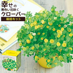 黄色 花 種の人気商品 通販 価格比較 価格 Com