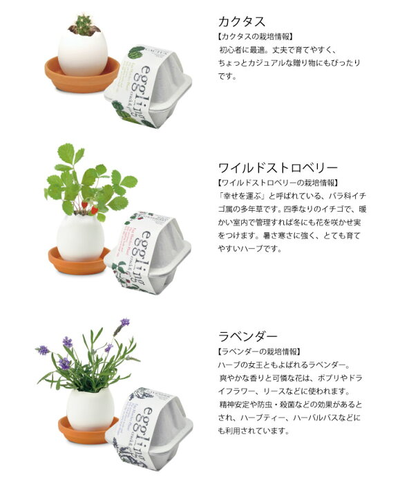 楽天市場 栽培セット 栽培キット エッグリングエコフレンドリー ミント サボテン パセリ イチゴ ラベンダー 菜園キット 菜園セット 室内栽培 野菜 キッチン菜園 インテリア かわいい おしゃれ ギフト プチギフト プレゼント 聖新陶芸 お庭の宅配便