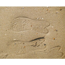 金魚サンダルキッズサイズ全7色【SPICEスパイス夏海プールアウトドアキャンプ水遊び金魚GOLDFISHかわいいポップカラフル】
