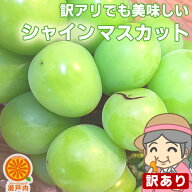 ご家庭用 農家さんもぐもぐ 訳ありシャインマスカット 約800g〜1.0kg (目安1〜4房) 2セットご購入で1箱お…