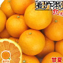 愛媛産 甘夏(あまなつ) 10kg 訳あり・不揃い【送料無料(一部地域除く)】愛媛県産 家庭用 フルーツ 旬の果物 くだもの 青果 食品 産地直送 みかん 蜜柑...