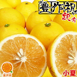 訳ありニューサマーオレンジ1kg【送料無料】小夏・日向夏・不揃い
