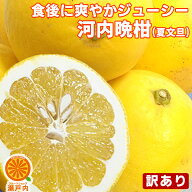 愛媛産 河内晩柑 5kg 訳あり【送料無料(一部地域除く)】不揃い 愛媛県産 夏文旦 和製グレープフルーツ か…