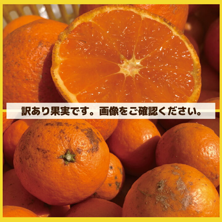 楽天市場】愛媛産 特に訳ありみかん【送料無料(一部地域除く)】10kg(+ 