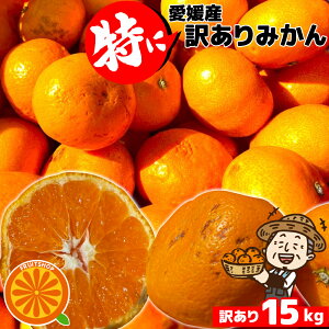 7営業日以内速攻出荷♪愛媛産 特に訳ありみかん【送料無料(一部地域除く)】15kg(+約0.5kg多め)不揃い 傷 汚れ有 極早生 早生 青切り フルーツ 美味しいみかん 果物 くだもの 温州みかん 柑橘類