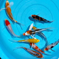 楽天市場】ヒレ 長 鯉（観賞魚｜熱帯魚・アクアリウム）：ペット 