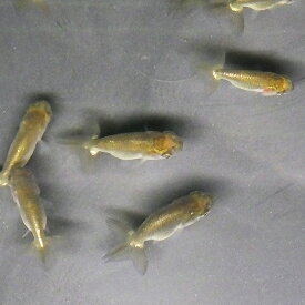 【国産金魚】らんちゅう青仔（約2cm〜3cm）3匹 川魚