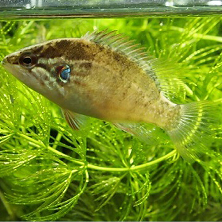 楽天市場 オヤニラミ 1匹 sサイズ 約3cm 5cm 川魚 エムワイshop アクア 楽天市場 オヤニラミ 1匹 sサイズ 約3cm 5cm 川魚 エムワイshop アクア