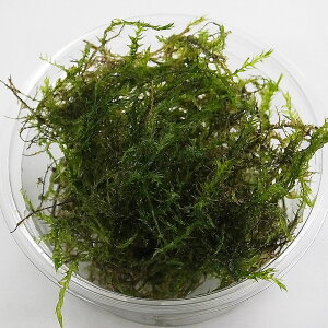 yzEB[X@_@10g@Gr@Vv _J  싛