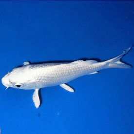 錦鯉 プラチナ 3匹 ニシキゴイ 鯉 色鯉 M　13cm〜16cm前後 生体 川魚