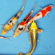 楽天市場】錦鯉 生体（観賞魚｜熱帯魚・アクアリウム）：ペット 