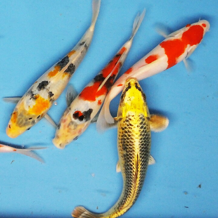 楽天市場】鯉 コイ 錦鯉 ニシキゴイ MIX (LL) 1匹 約21cm〜25cm前後 