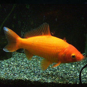  a GTp (1C) 12cm`15cmO a GT a a [ GT a 񂬂 LM 싛  ]