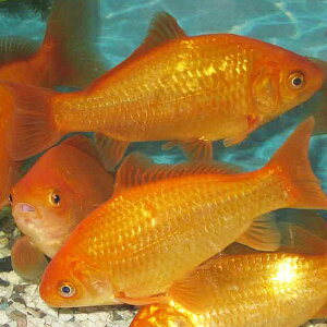  a GTp (10C) 12cm`15cmO a GT a a [ GT a 񂬂 LM 싛  ]