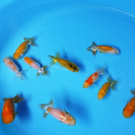 【国産金魚】当歳　らんちゅうMIX　S約4cm〜6cm前後　3匹 ランチュウ 金魚 きんぎょ キンギョ 生体
