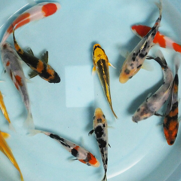 日時指定 錦鯉 錦鯉ミックス ｓサイズ ７ ９ｃｍ ３匹 Riosmauricio Com