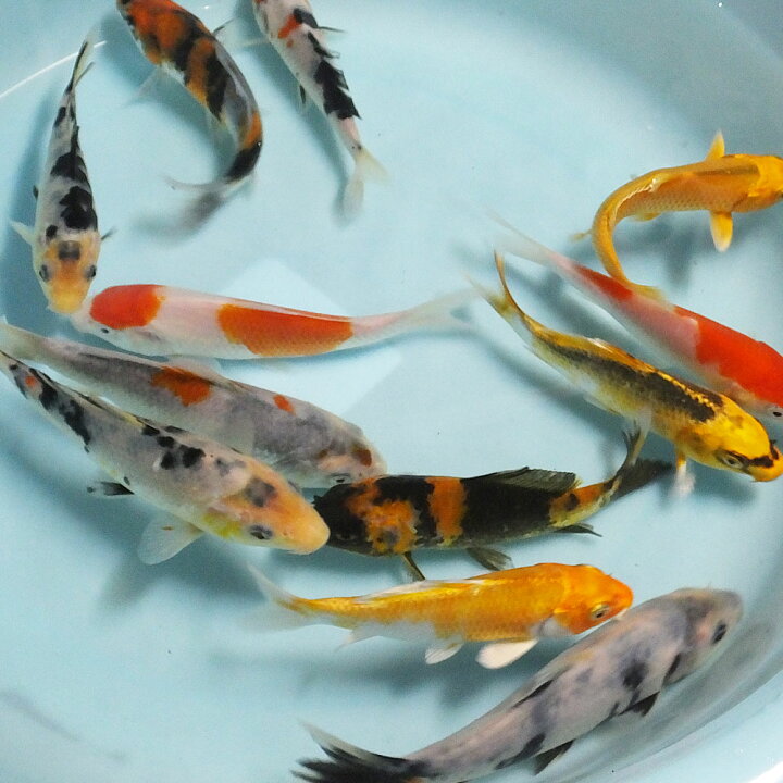楽天市場】鯉 コイ 錦鯉 ニシキゴイ MIX (M) 5匹 約13cm〜16cm前後 