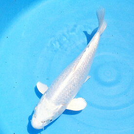錦鯉 プラチナ 1匹 ニシキゴイ 鯉 色鯉 M　13cm〜16cm前後 生体 川魚