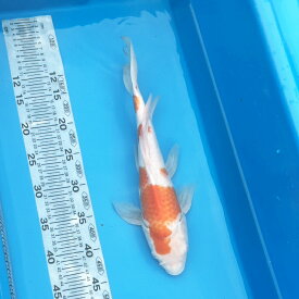 錦鯉 ヒレナガニシキゴイ　紅白 一点物 45cm前後【1-418】色 鯉 色鯉 生体