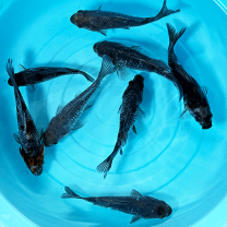 楽天市場】金魚 小赤 100匹の通販