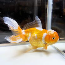 楽天市場】金魚ジャンボオランダの通販