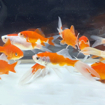 楽天市場】錦鯉 稚魚（種（観賞魚）金魚）の通販