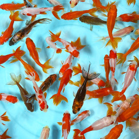 金魚 三ツ尾和金MIX (5匹) SS 約3cm～6cm前後 無選別 和金 三ツ尾 [ エサ 餌 きんぎょ キンギョ 川魚 生体 ]