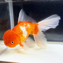 楽天市場】金魚 ジャンボ（観賞魚｜熱帯魚・アクアリウム）：ペット 