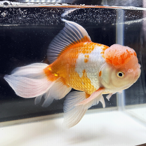 楽天市場】ジャンボ オランダ（観賞魚｜熱帯魚・アクアリウム 