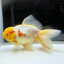 楽天市場】金魚 オランダ 獅子頭 10センチの通販