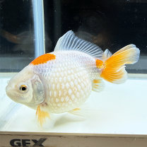 楽天市場】金魚 ピンポン パール（熱帯魚・アクアリウム｜ペット 