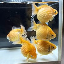 楽天市場】ピンポンパール 金魚（ペット・ペットグッズ）の通販