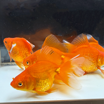 楽天市場】金魚 らんちゅう 素赤の通販