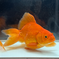 【送料無料】【国産金魚】特大琉金 約17〜21cm 1匹 琉金 金魚