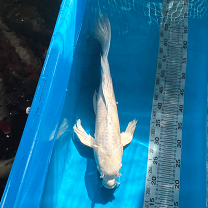 楽天市場】ヒレナガ 鯉（種（観賞魚）鯉・錦鯉）の通販