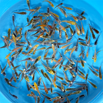 楽天市場】錦鯉 三色の通販