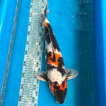 楽天市場】飼育セット（種（観賞魚）鯉・錦鯉・観賞魚の生態環境淡水 