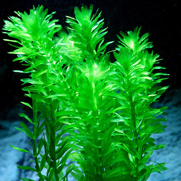楽天市場 水草 アナカリス メダカ 金魚藻 オオカナダモ 30本 定形外送料無料 エムワイshop アクア