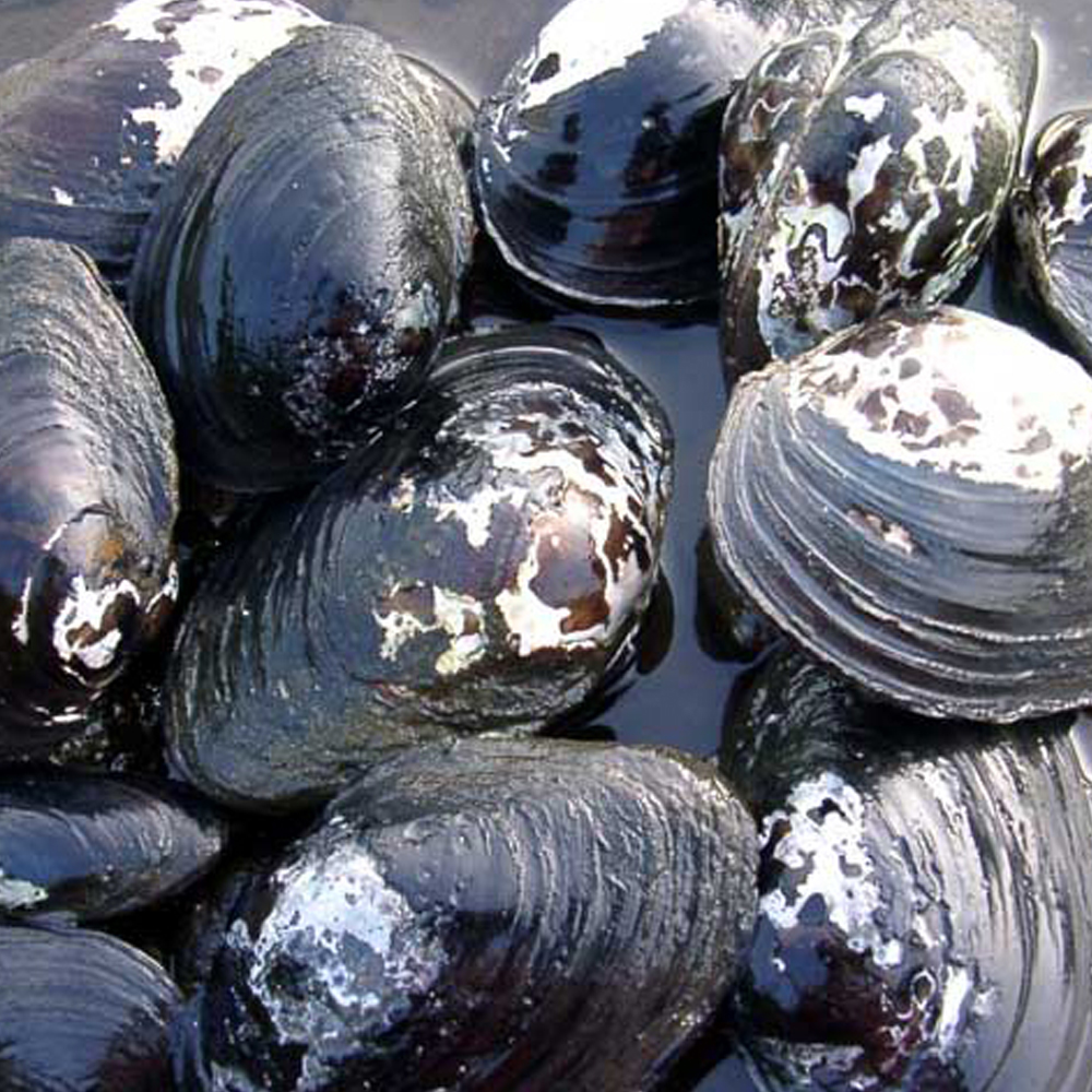 ドブガイ 川魚 タナゴ 淡水魚 3匹 倉 割り引き 淡水二枚貝 繁殖 ドブ貝 産卵 カネヒラ