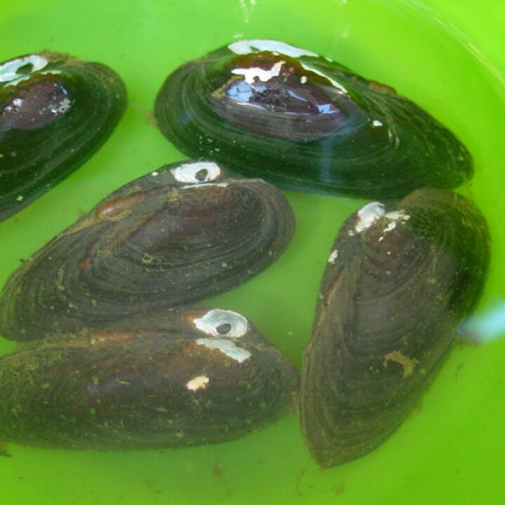イシガイ 15匹 淡水二枚貝 タナゴ カネヒラ イシ貝