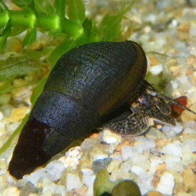 楽天市場 飼育セット 貝 ヤドカリ 熱帯魚 アクアリウム ペット ペットグッズの通販