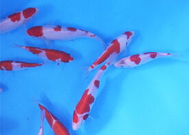 錦鯉 紅白 （M）3匹 13cm〜16cm前後　ニシキゴイ 鯉 色鯉 生体