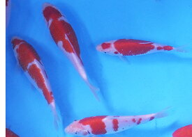錦鯉 紅白（L） 1匹 約16cm〜21cm前後　ニシキゴイ 鯉 色鯉 生体